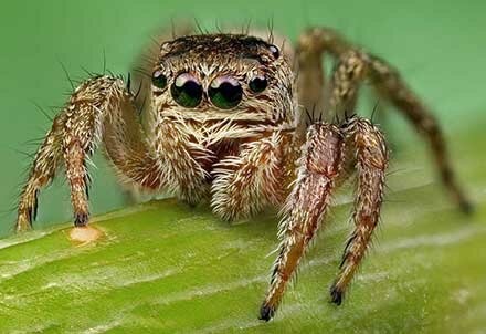 foto macro