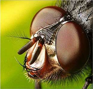 macro mosca
