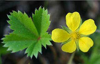fiore e foglia