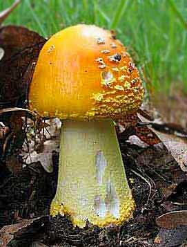 fungo
